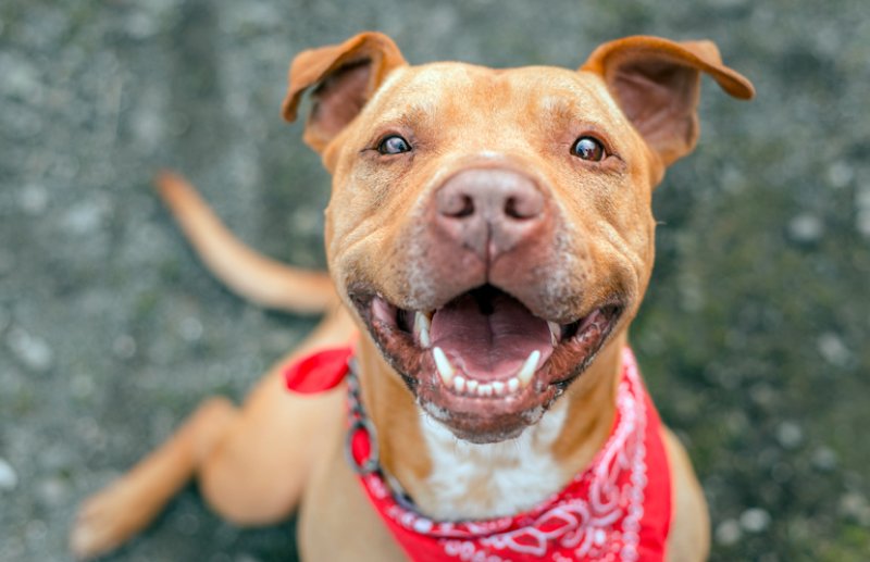 Seguro para perros potencialmente peligrosos